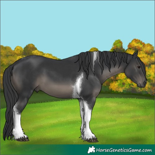 Horse Color:Black Tobiano 