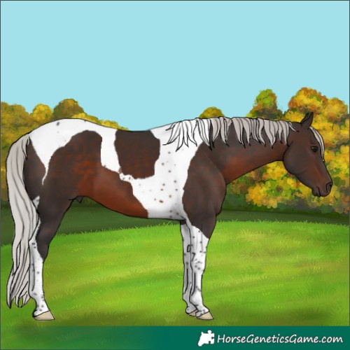 Horse Color:Silver Brown Tobiano