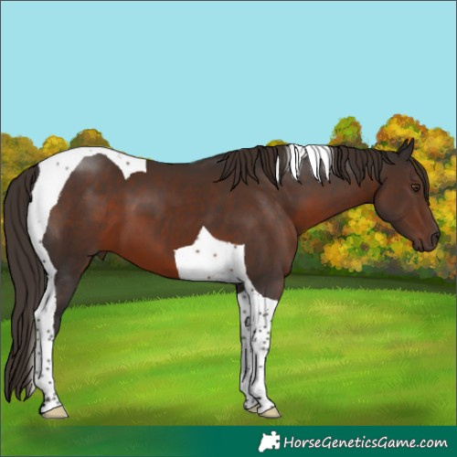 Horse Color:Liver Chestnut Tobiano