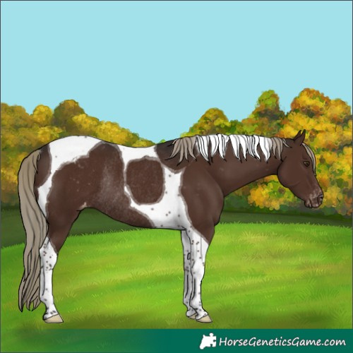 Horse Color:Liver Chestnut Mushroom Tobiano Varnish Rabicano 