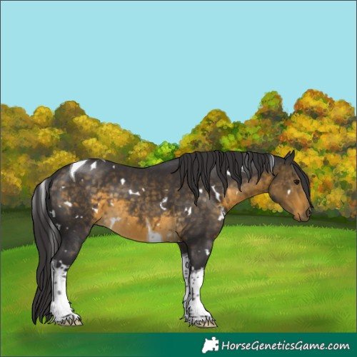 Horse Color:White Spotted Buckskin Tobiano 