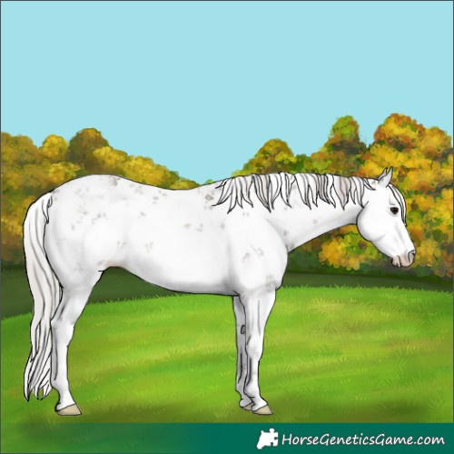 Horse Color:White Spotted Silver Grullo Sabino Rabicano 