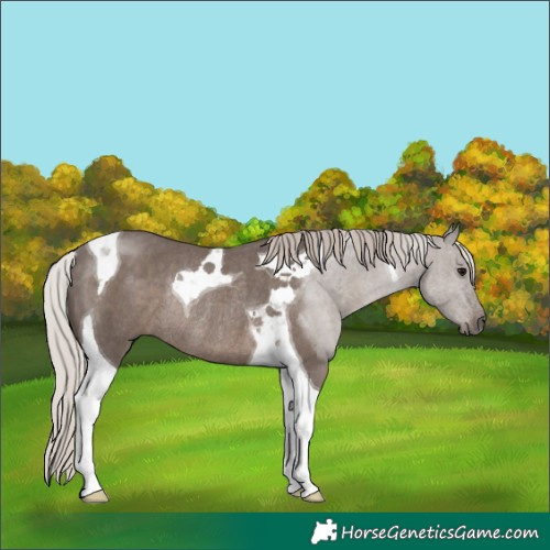 Horse Color:Silver Black Tobiano Rabicano 