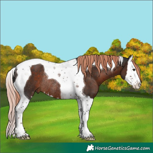 Horse Color:Liver Chestnut Splash Tobiano Rabicano