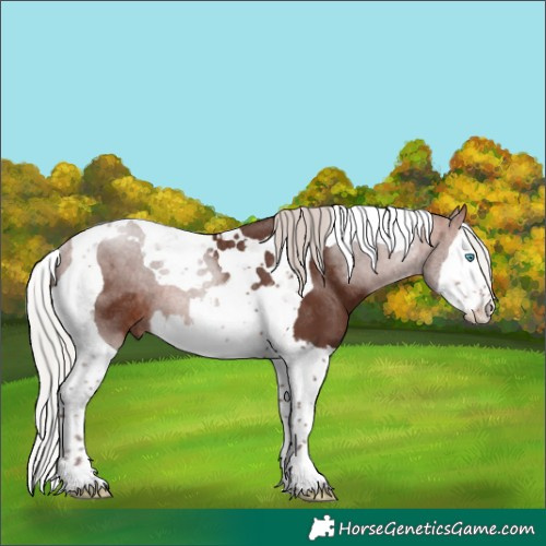 Horse Color:Silver Bay Splash Tobiano Rabicano 