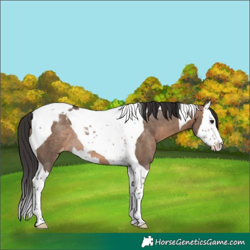 Horse Color:Brown Dun Splash Tobiano Appaloosa Rabicano