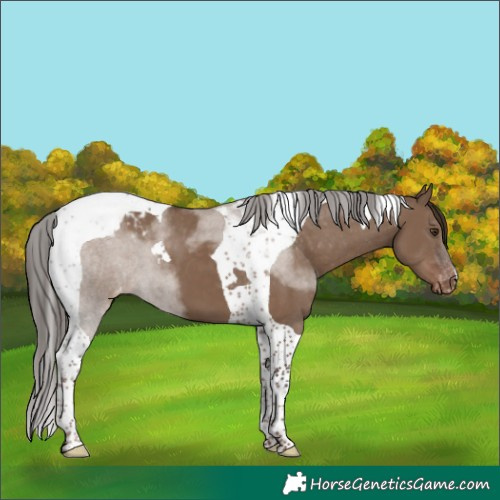 Horse Color:Liver Red Dun Tobiano Appaloosa 