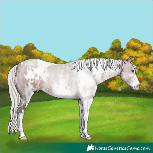 Horse Color:White Spotted Silver Brown Rabicano 