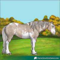 Horse Color:Silver Brown Dun Sabino Tobiano Rabicano 