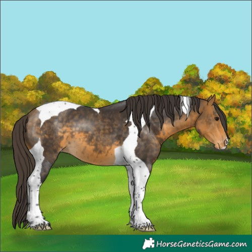 Horse Color:Buckskin Tobiano Appaloosa 