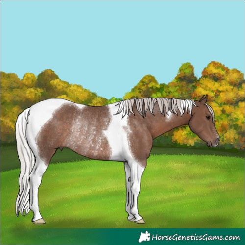 Horse Color:Silver Black Tobiano Rabicano