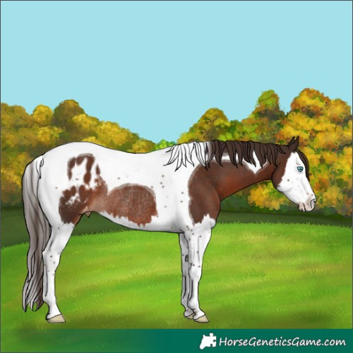 Horse Color:Liver Chestnut Splash Tobiano Blanket Rabicano 