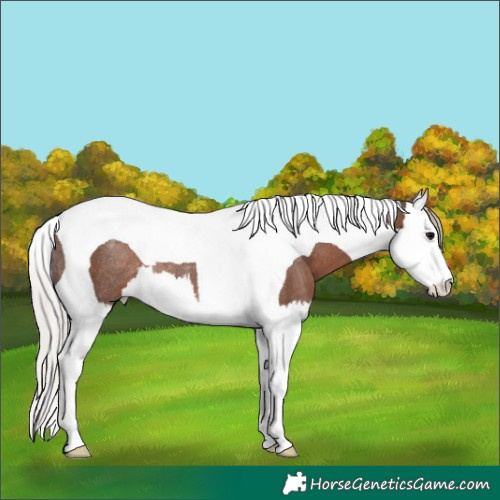 Horse Color:Silver Black Splash Tobiano Rabicano 