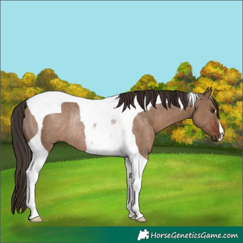 Horse Color:Liver Red Dun Tobiano Rabicano 
