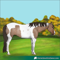 Horse Color:Liver Red Dun Tobiano Rabicano 