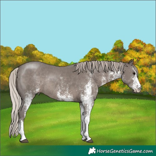 Horse Color:White Spotted Silver Black Rabicano 