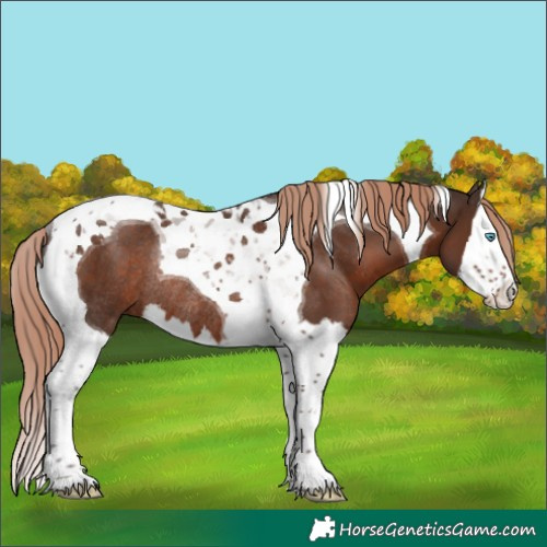 Horse Color:Liver Chestnut Splash Tobiano Rabicano
