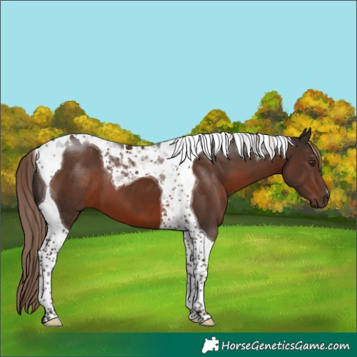 Horse Color:Liver Chestnut Tobiano