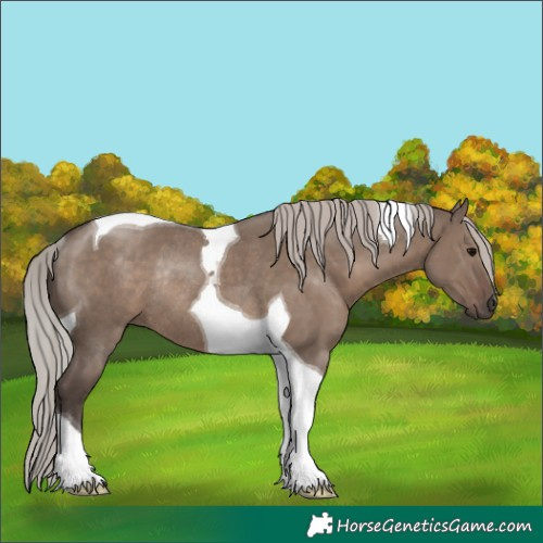 Horse Color:Silver Grullo Tobiano Rabicano 
