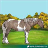 Horse Color:Silver Grullo Tobiano Rabicano 