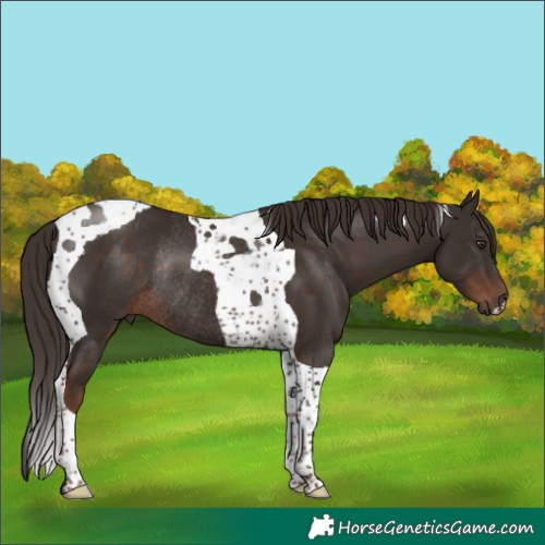 Horse Color:Liver Chestnut Tobiano Rabicano 