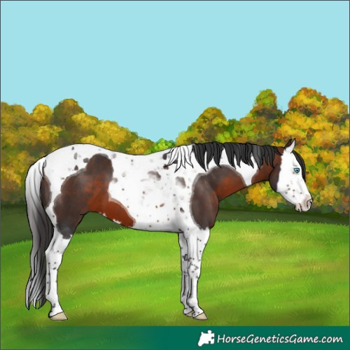 Horse Color:Brown Splash Tobiano