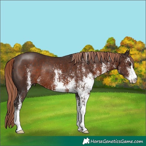 Horse Color:White Spotted Liver Chestnut Rabicano 