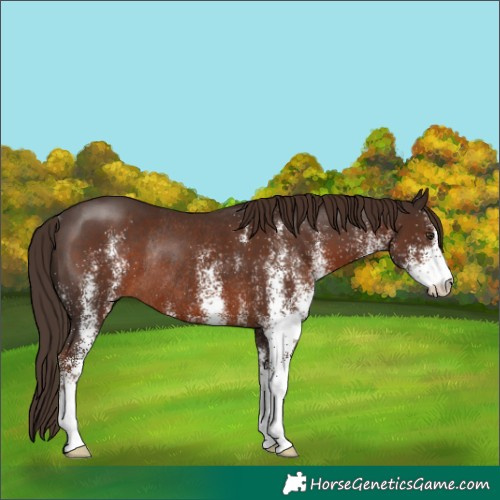 Horse Color:White Spotted Liver Chestnut Rabicano