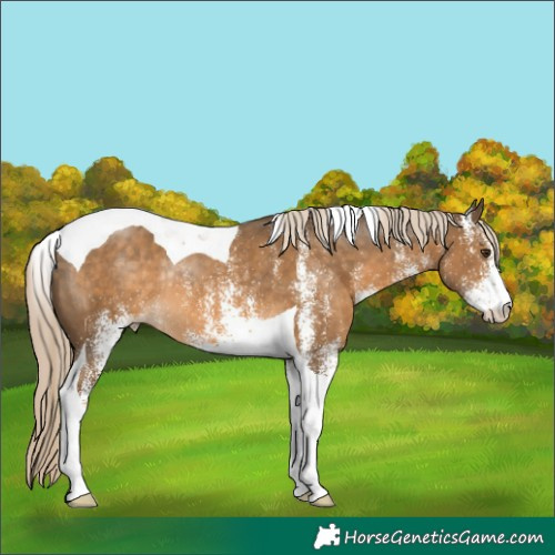 Horse Color:White Spotted Chocolate Palomino Tobiano Rabicano 
