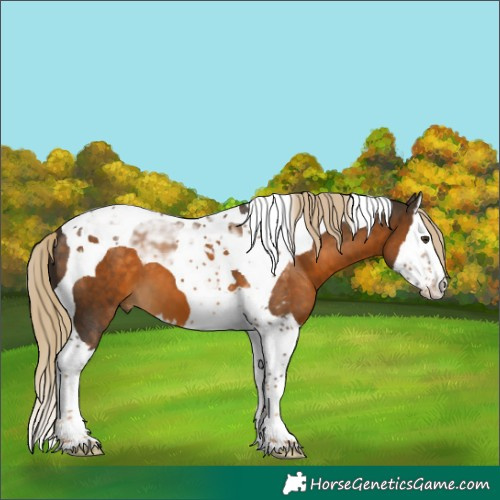Horse Color:Chocolate Palomino Splash Tobiano