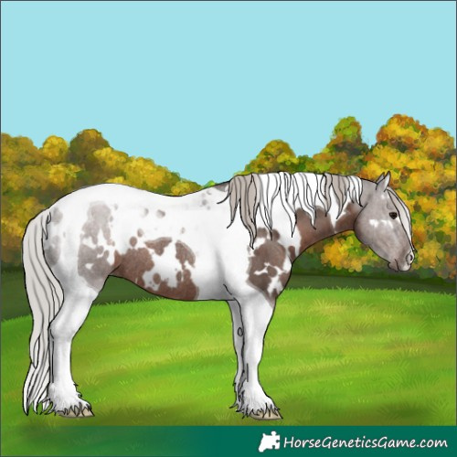 Horse Color:White Spotted Silver Black Tobiano Rabicano 