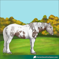 Horse Color:White Spotted Silver Black Tobiano Rabicano 