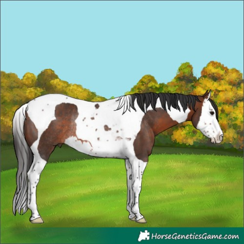 Horse Color:Brown Splash Tobiano Rabicano 