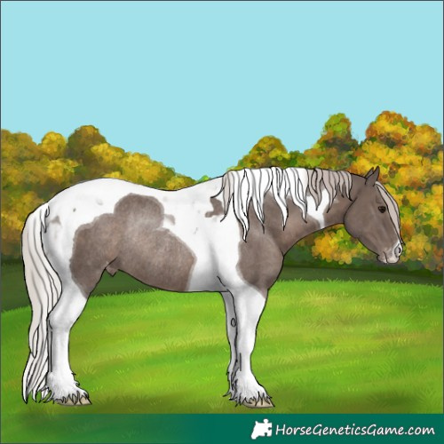 Horse Color:Silver Black Tobiano Appaloosa Rabicano 