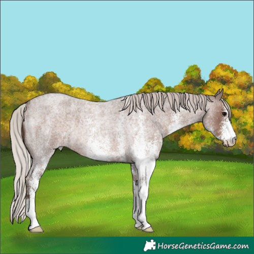 Horse Color:White Spotted Silver Blue Roan Rabicano 