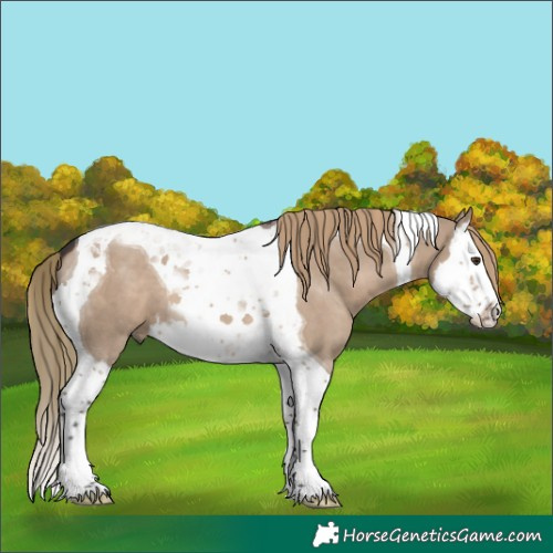 Horse Color:Liver Red Dun Splash Tobiano 
