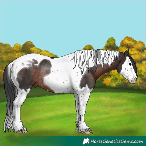 Horse Color:Brown Splash Tobiano Rabicano 