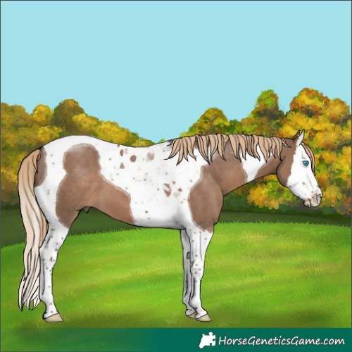 Horse Color:Liver Red Dun Splash Tobiano