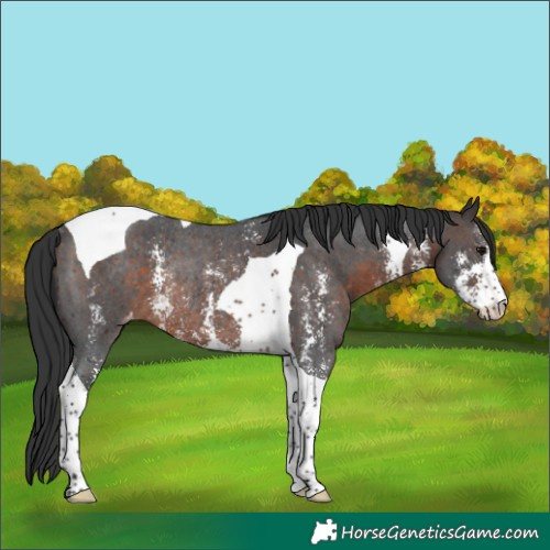 Horse Color:Brown Sabino Tobiano Varnish Rabicano 
