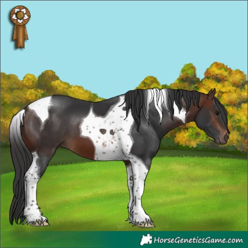 Horse Color:Brown Tobiano 