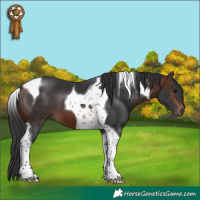 Horse Color:Brown Tobiano
