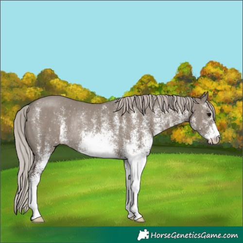 Horse Color:White Spotted Silver Grullo Rabicano 