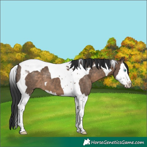 Horse Color:Brown Dun Splash Tobiano 