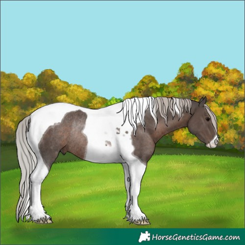 Horse Color:Silver Black Tobiano Rabicano 