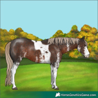 Horse Color:White Spotted Liver Chestnut Tobiano Rabicano