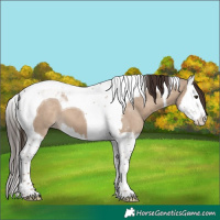 Horse Color:Liver Red Dun Splash Tobiano