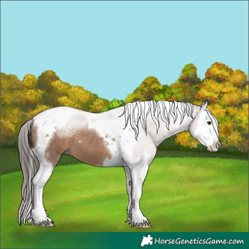Horse Color:Liver Red Dun Splash Tobiano 