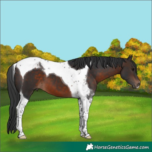 Horse Color:Brown Tobiano 