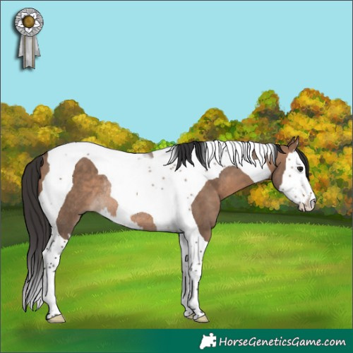 Horse Color:Brown Dun Splash Tobiano Rabicano