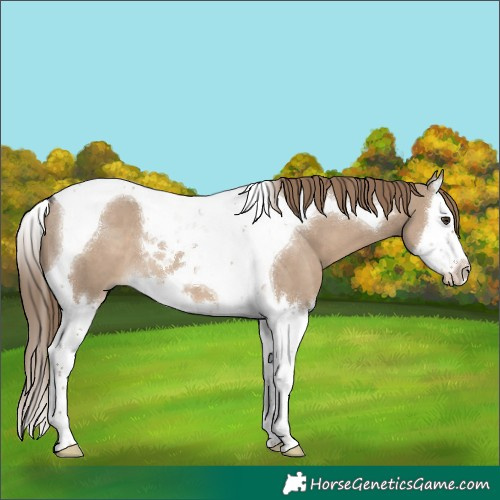 Horse Color:Liver Red Dun Splash Tobiano 